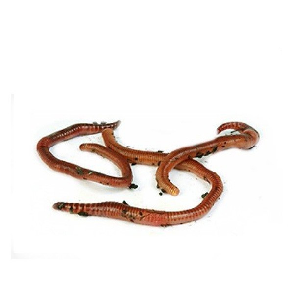 Home Delivery Small Worms (Dendrobaena) Pre-Pack 1 Home Delivery Small Worms (Dendrobaena) Pre-Pack