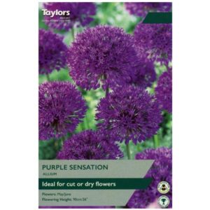 Taylors Bulbs Allium Purple Sensation 8 Pack - NL