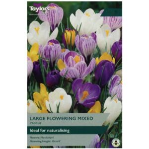 Taylors Bulbs Crocus Mixed Species 12 Pack - NL