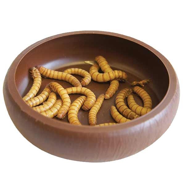 Komodo Mealworm Dish 2 Komodo Mealworm Dish - Image 2