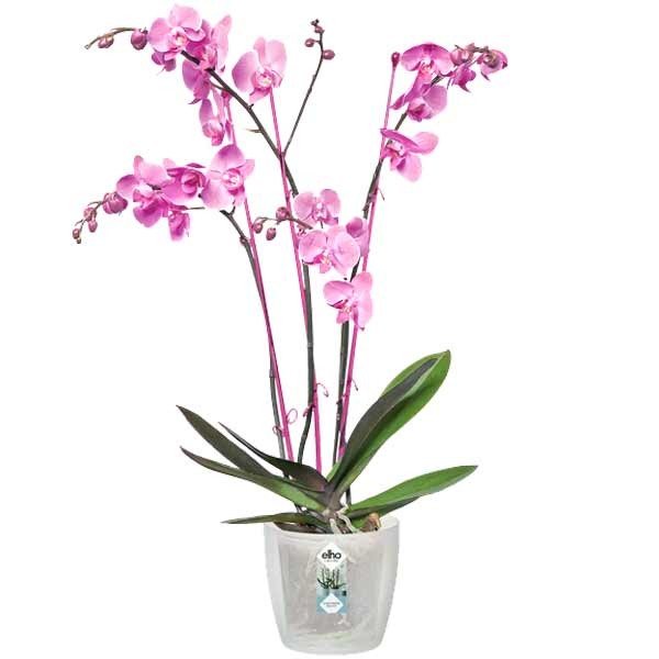 Elho Brussels Orchid Transparent 16cm Flower Pot 2 Elho Brussels Orchid Transparent 16cm Flower Pot - Image 2