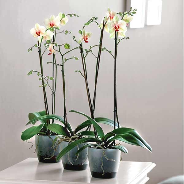 Elho Brussels Orchid Transparent 16cm Flower Pot 3 Elho Brussels Orchid Transparent 16cm Flower Pot - Image 3