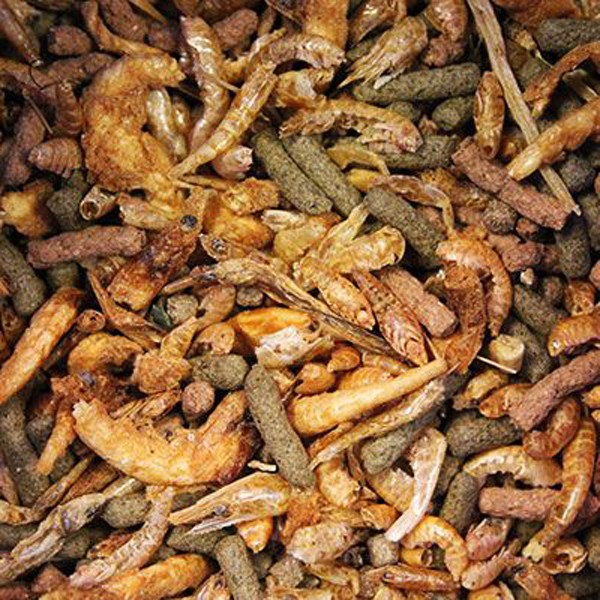 King British Turtle And Terrapin Complete Food 80g 2 King British Turtle And Terrapin Complete Food 80g - Image 2