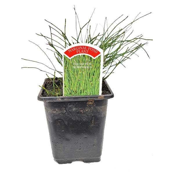 Waterplant Marginal Dwarf Horsetail Rush (Equisetum Scirpoides) 9cm Pot 1 Waterplant Marginal Dwarf Horsetail Rush (Equisetum Scirpoides) 9cm Pot