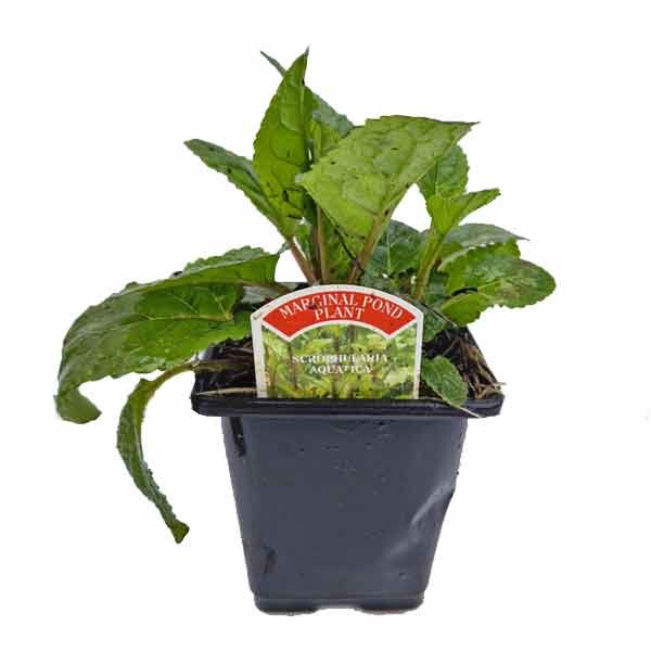Waterplant Marginal Water Figwort (Scrophularia aquatica) 9cm Pot 1 Waterplant Marginal Water Figwort (Scrophularia aquatica) 9cm Pot