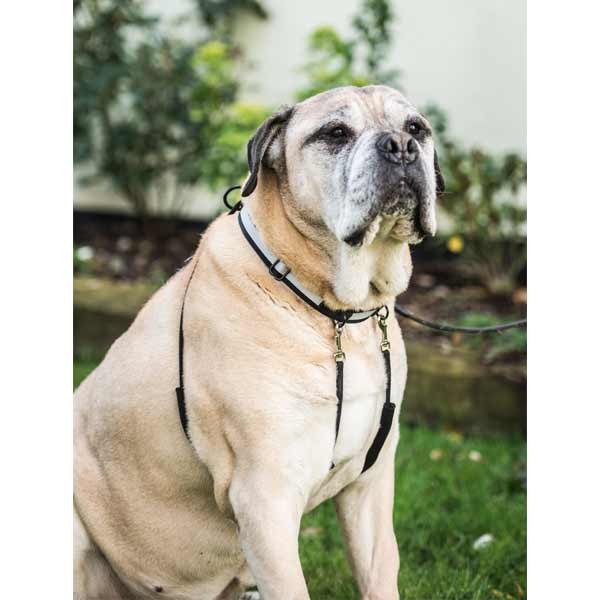Mikki Anti-Pull Harness Extra Large 3 Mikki Anti-Pull Harness Extra Large - Image 3