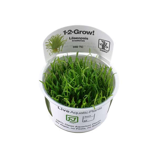 Tropica 1-2-Grow! Lilaeopsis brasiliensis Stolon Pot 1 Tropica 1-2-Grow! Lilaeopsis brasiliensis Stolon Pot