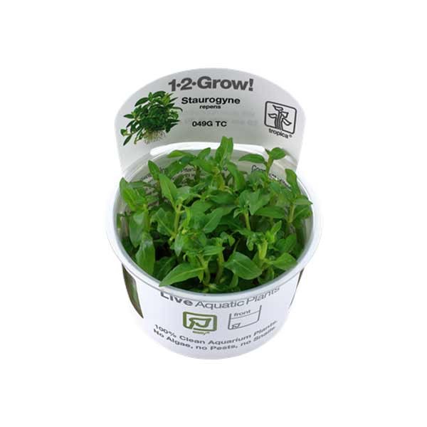 Tropica 1-2-Grow! Staurogyne repens Stem Pot 1 Tropica 1-2-Grow! Staurogyne repens Stem Pot