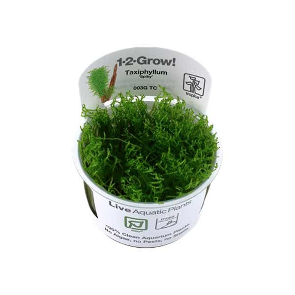 Tropica 1-2-Grow! Taxiphyllum 'Spiky' Moss Pot 1 Tropica 1-2-Grow! Taxiphyllum 'Spiky' Moss Pot