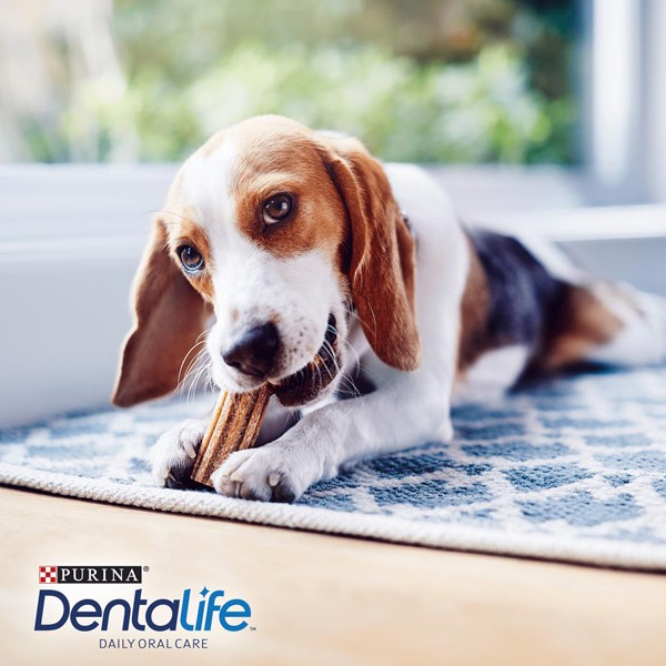 Dentalife Dental Sticks Chicken Small 21 Pack Dog Treat 6 Dentalife Dental Sticks Chicken Small 21 Pack Dog Treat - Image 6