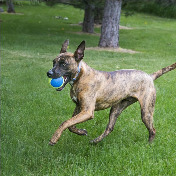 KONG SqueakAir Ultra Balls 3 Pack Medium Dog Toy 2 KONG SqueakAir Ultra Balls 3 Pack Medium Dog Toy - Image 2