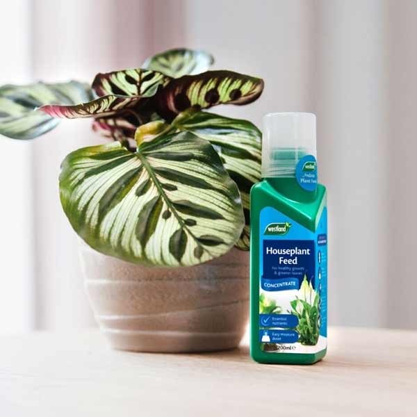 Westland Houseplant Feed Concentrate 200ml 2 Westland Houseplant Feed Concentrate 200ml - Image 2
