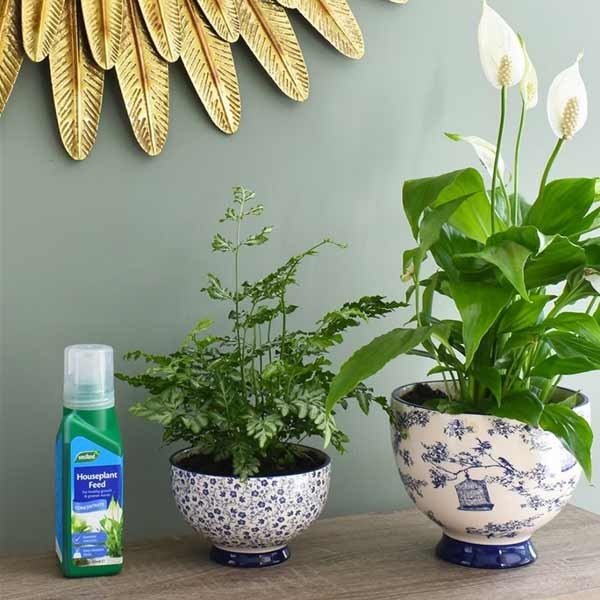 Westland Houseplant Feed Concentrate 200ml 4 Westland Houseplant Feed Concentrate 200ml - Image 4