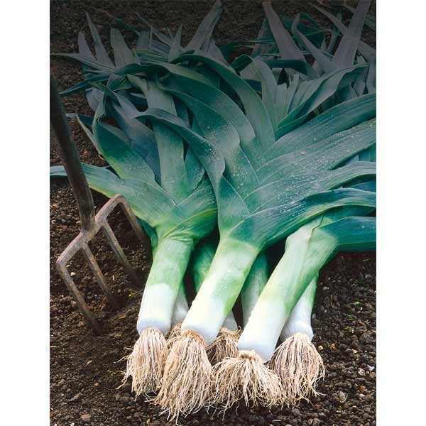 Unwins Leek Musselburgh Seeds 2 Unwins Leek Musselburgh Seeds - Image 2
