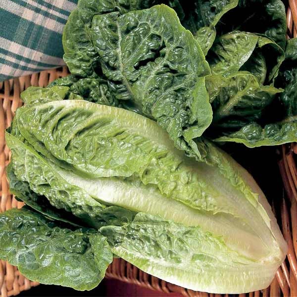 Unwins Lettuce Cos Little Gem Seeds 2 Unwins Lettuce Cos Little Gem Seeds - Image 2