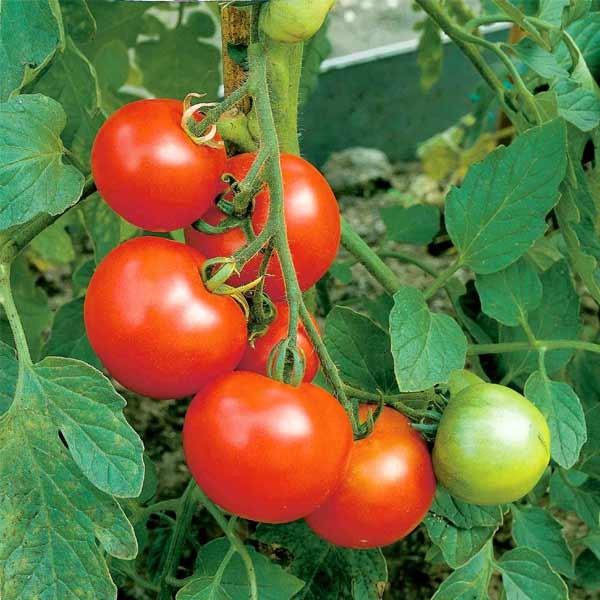 Unwins Tomato Moneymaker Seeds 2 Unwins Tomato Moneymaker Seeds - Image 2