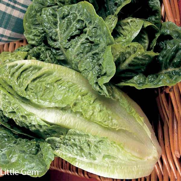 Unwins Lettuce All Sorts Mix Seeds 2 Unwins Lettuce All Sorts Mix Seeds - Image 2