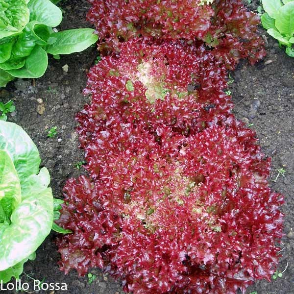 Unwins Lettuce All Sorts Mix Seeds 3 Unwins Lettuce All Sorts Mix Seeds - Image 3