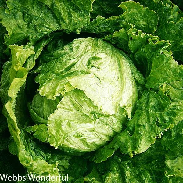 Unwins Lettuce All Sorts Mix Seeds 4 Unwins Lettuce All Sorts Mix Seeds - Image 4