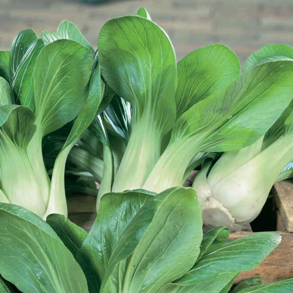 Unwins Pak Choi Canton White Seeds 2 Unwins Pak Choi Canton White Seeds - Image 2