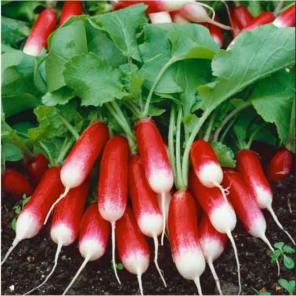 Unwins Radish French Breakfast 3 Seeds 2 Unwins Radish French Breakfast 3 Seeds - Image 2
