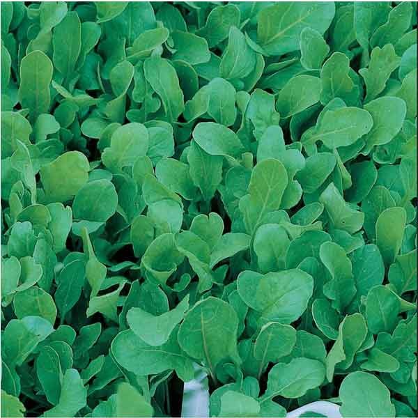 Unwins Organic Rocket Seeds 2 Unwins Organic Rocket Seeds - Image 2