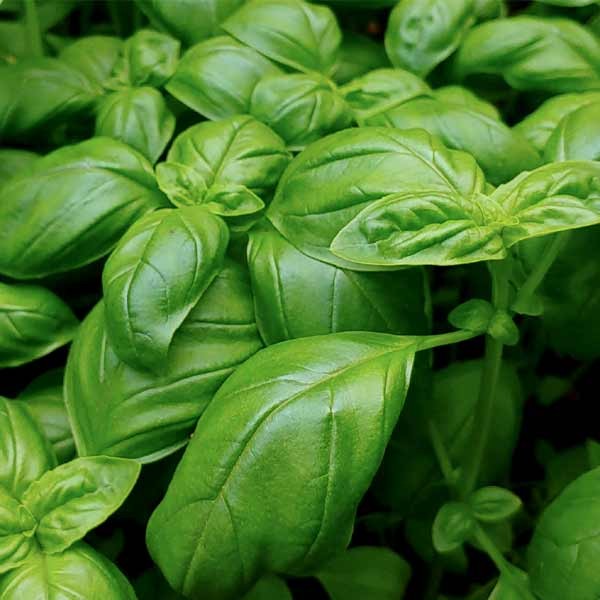 Unwins Herb Basil Sweet Green Seeds 2 Unwins Herb Basil Sweet Green Seeds - Image 2