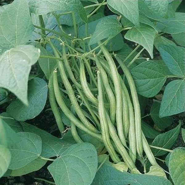 Unwins French Bean Dwarf Stanley Seeds 2 Unwins French Bean Dwarf Stanley Seeds - Image 2