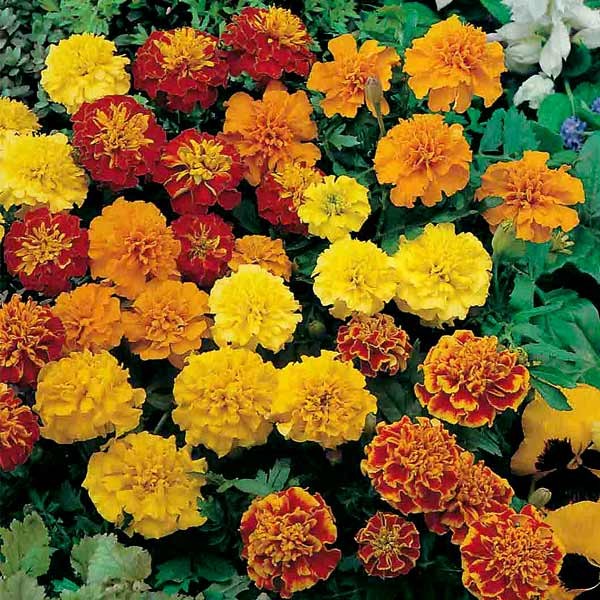 Unwins Marigold French Marionette Mix Seeds 2 Unwins Marigold French Marionette Mix Seeds - Image 2