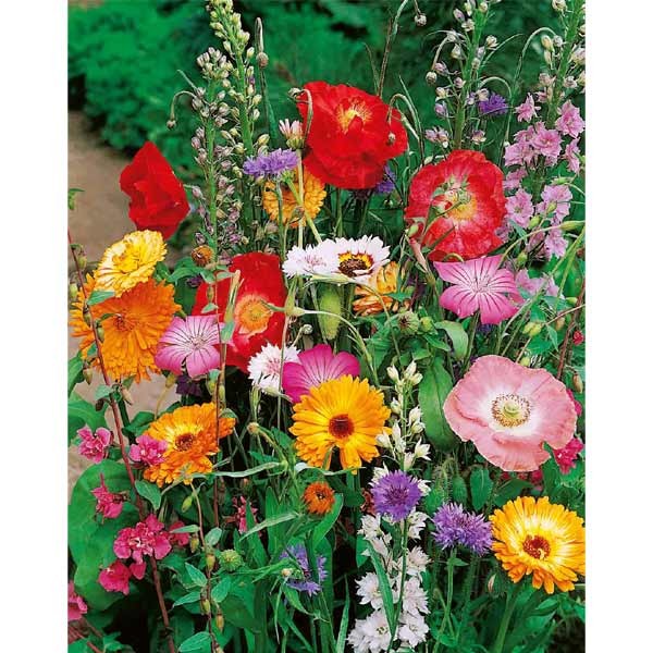 Unwins Nature's Haven Butterflies Mix Seeds 2 Unwins Nature's Haven Butterflies Mix Seeds - Image 2