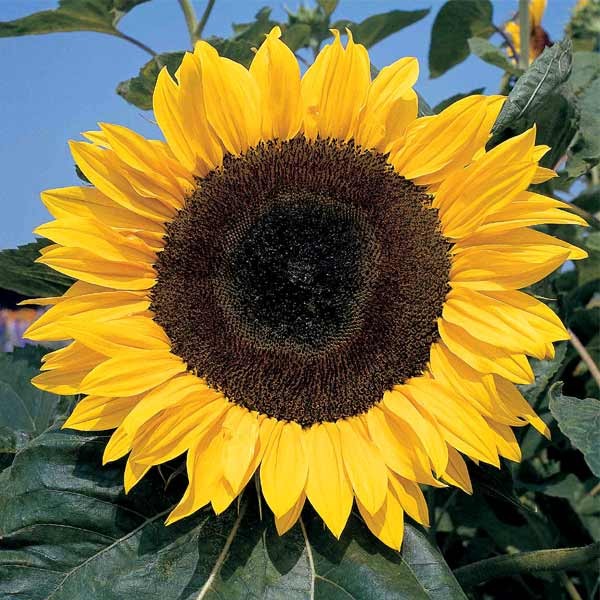 Unwins Sunflower Giant Single Seeds 2 Unwins Sunflower Giant Single Seeds - Image 2
