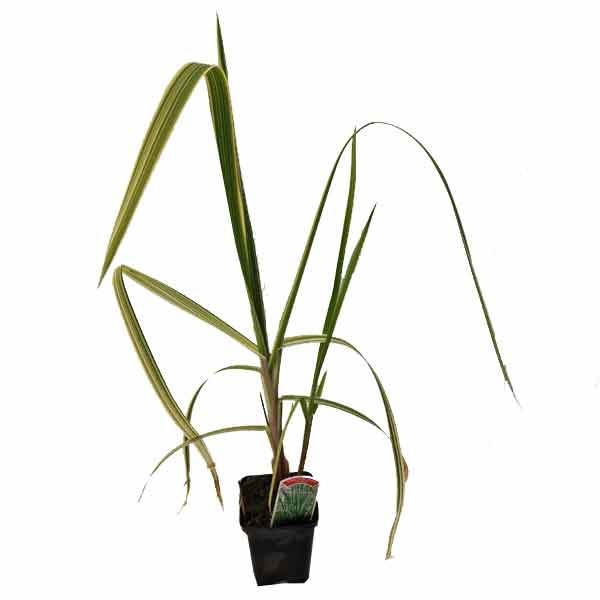 Waterplant Marginal Variegated Reed Sweet Grass (Glyceria maima variegata) 9cm Pot 1 Waterplant Marginal Variegated Reed Sweet Grass (Glyceria maima variegata) 9cm Pot