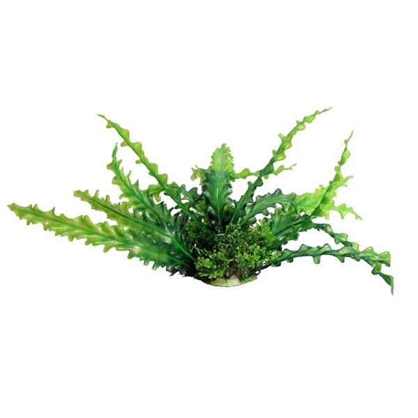 Aqua One Ecoscape Medium Ruffled Lace Plant Green 20cm 1 Aqua One Ecoscape Medium Ruffled Lace Plant Green 20cm