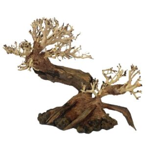 Betta Ancient Pine Bonsai Wood Piece 23x17x10cm