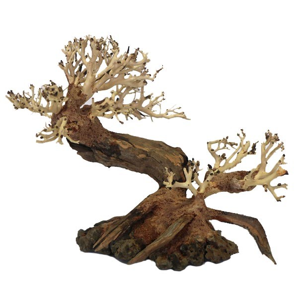 Betta Ancient Pine Bonsai Wood Piece 23x17x10cm 1 Betta Ancient Pine Bonsai Wood Piece 23x17x10cm