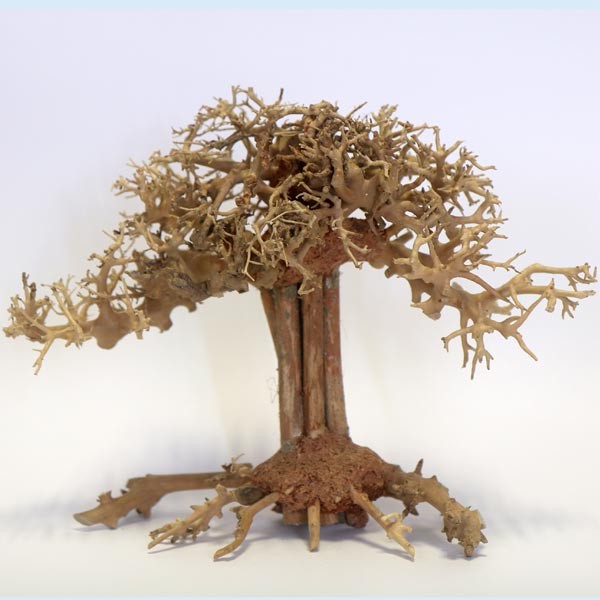 Betta Pagoda Bonsai Wood Piece 15x20x12cm 1 Betta Pagoda Bonsai Wood Piece 15x20x12cm