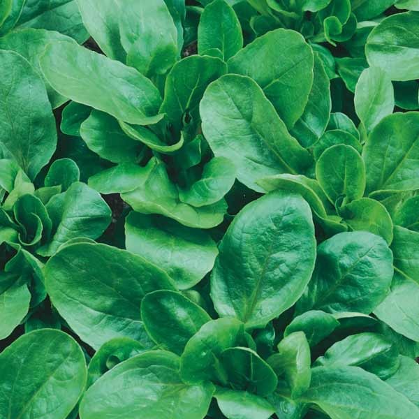 Unwins Lamb's Leaves Lettuce Trophy Seeds 2 Unwins Lamb's Leaves Lettuce Trophy Seeds - Image 2