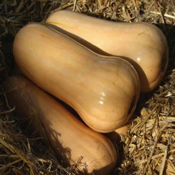 Unwins Butternut Squash Hunter F1 Seeds 2 Unwins Butternut Squash Hunter F1 Seeds - Image 2