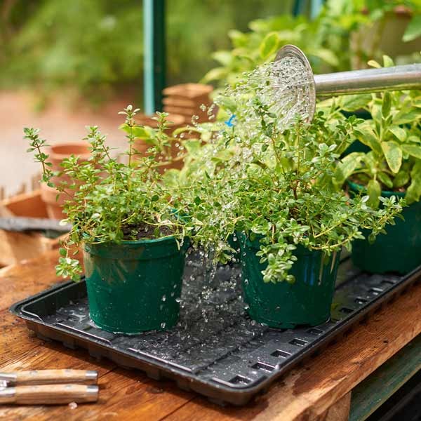 Grow-Sure Watering Tray 2 Pack 2 Grow-Sure Watering Tray 2 Pack - Image 2