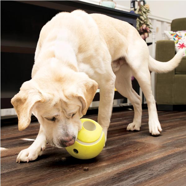 KONG Rewards Tennis Small Dog Toy 2 KONG Rewards Tennis Small Dog Toy - Image 2
