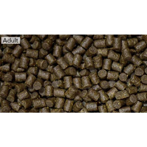 NT Pro-F Axolotl Adult Pellet 165g 3 NT Pro-F Axolotl Adult Pellet 165g - Image 3