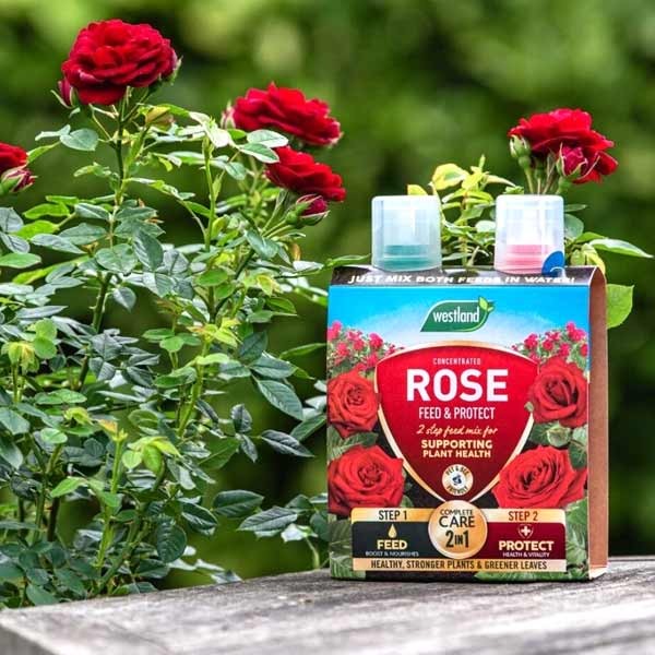 Westland Rose Feed & Protect 2x500ml 3 Westland Rose Feed & Protect 2x500ml - Image 3