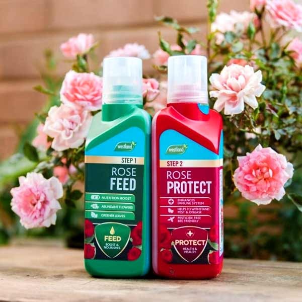 Westland Rose Feed & Protect 2x500ml 4 Westland Rose Feed & Protect 2x500ml - Image 4