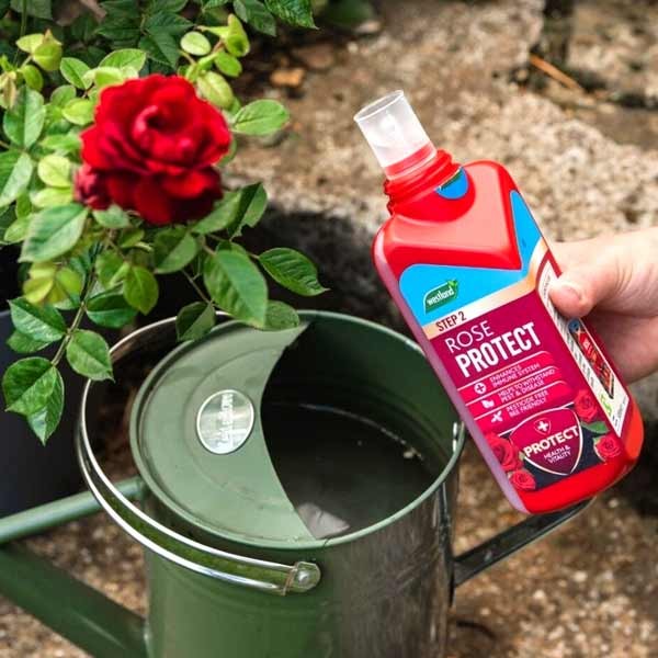 Westland Rose Feed & Protect 2x500ml 5 Westland Rose Feed & Protect 2x500ml - Image 5