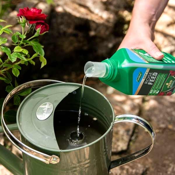 Westland Rose Feed & Protect 2x500ml 6 Westland Rose Feed & Protect 2x500ml - Image 6