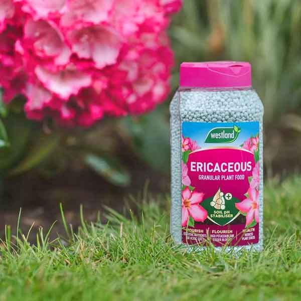 Westland Ericaceous Specialist Plant Food Granules 900g 2 Westland Ericaceous Specialist Plant Food Granules 900g - Image 2