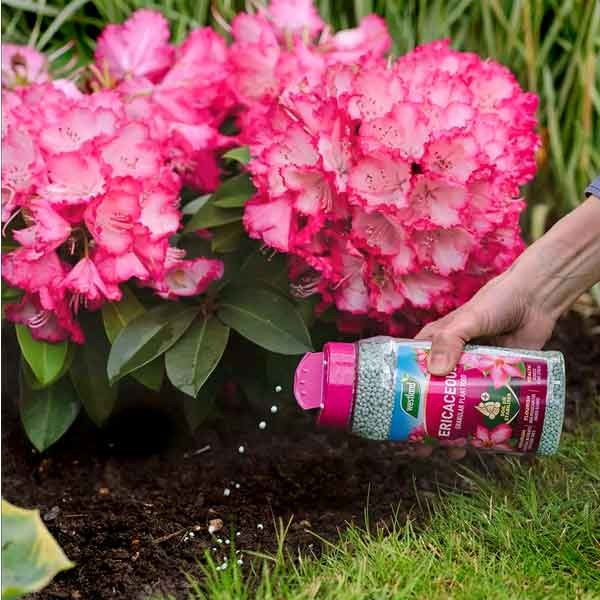 Westland Ericaceous Specialist Plant Food Granules 900g 3 Westland Ericaceous Specialist Plant Food Granules 900g - Image 3