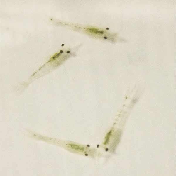 Instore Live Live Mysis Shrimp 100ml 1 Instore Live Live Mysis Shrimp 100ml