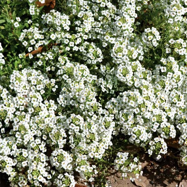 Unwins Alyssum Carpet Of Snow Seeds 2 Unwins Alyssum Carpet Of Snow Seeds - Image 2