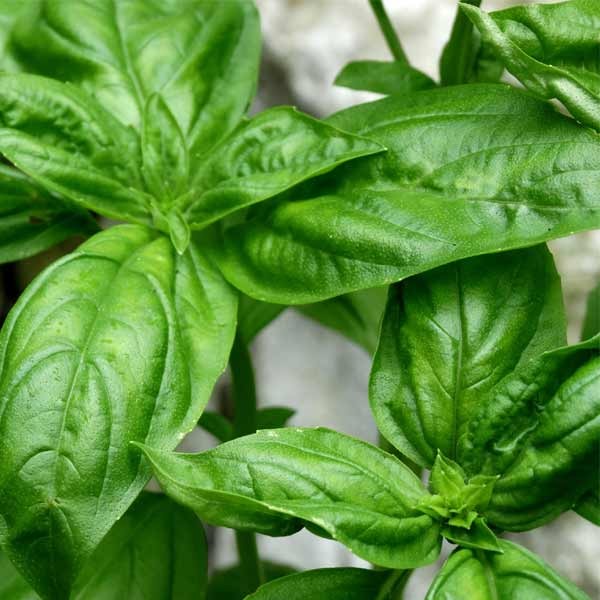 Unwins Basil Italian Seeds 2 Unwins Basil Italian Seeds - Image 2